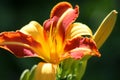 Tiget Lilly Royalty Free Stock Photo