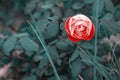 A tight bud of a garden rose of bright pink color on a background of green foliage