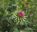 Tight buds of a flower burdock