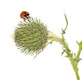 Tight buds Thistle with ladybird isolated on white. Royalty Free Stock Photo