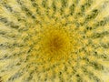 A tight close-up of the cactus pattern