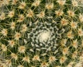 A tight close-up of the cactus pattern