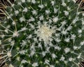 A tight close-up of the cactus pattern