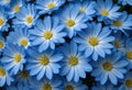 Tight Close-Up of Densely Packed Blue Flowers with Yellow Centers Royalty Free Stock Photo
