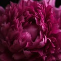 A tight closeup of a magenta peony surrounded by its soft furry petals. Trendy color of 2023 Viva Magenta.. AI