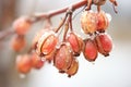 a tight group of frostbitten currants on a cold day