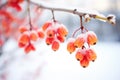 a tight group of frostbitten currants on a cold day