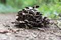 Tight group of mushrooms on ground