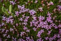 Tight Grouping of MOss Campion Flowers Bloom Bright Pink Against The Green Moss Below