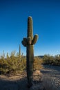 Tight Grouping Of Young Arms On Saguaro Cactus