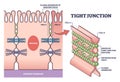 Tight junction as cellular barrier between epithelial cells outline diagram