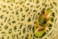 A tight macro of a Cantaloupe skin at the stem cut