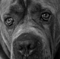 Tight portrait of a cane corso dog Royalty Free Stock Photo