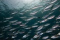 A tight school of Indian mackerel Royalty Free Stock Photo