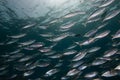 A tight school of Indian mackerel