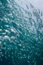 A tight school of Indian mackerel Royalty Free Stock Photo