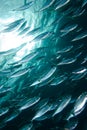 A tight school of Indian mackerel Royalty Free Stock Photo