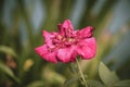 Tight Shot of Beautiful Magenta Pink Flower