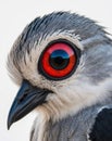 A tight shot of a bird's striking red and blue eyeful of feathers. Royalty Free Stock Photo