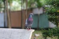 A tight shot of a blue pigeon on a bench in the park