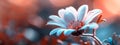 A tight shot of a blue-red bloom against a softly blurred backdrop of red and blue blossoms Royalty Free Stock Photo