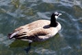 Tight Shot Of Canada Goose Swimming In River From Above