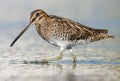 Tight shot of Common snipe walking on water shore border in bright sunny day