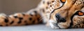 A tight shot of a reclining cheetah, its head gently touching the earth Royalty Free Stock Photo