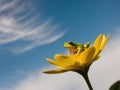A tight shot of a tiny frog atop a yellow bloom Background softly blurred Blue sky behind. Royalty Free Stock Photo