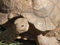 Tight Shot Of Tortoise Head Front Legs And Shell Royalty Free Stock Photo