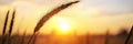 A tight shot of towering grasses, sun casting behind, foreground hazy with grass blur Royalty Free Stock Photo