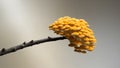 A tight shot of a tree branch adorned with a cluster of yellow mushrooms at its tip.