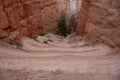 Tight Switchbacks Drop Down The Navajo Loop Trail In Bryce Royalty Free Stock Photo