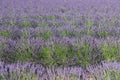 The tight and tidy mounds of young lavender soft silver-green foliage and bloomy violet flowers