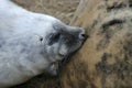 Grey Seal Pup Suckling at Donna Nook Nature Reserve in Lincolnshire Royalty Free Stock Photo