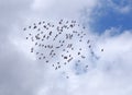 A tightly grouped flock of circling pigeons flying high under bright white clouds and a blue sky