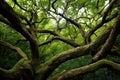 tightly-intertwined branches of two trees