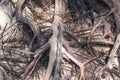 Tightly intertwined roots