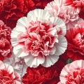 Tightly Packed Red and White Carnation Pattern Royalty Free Stock Photo