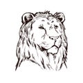 Tigon animal muzzle portrait in closeup. Animalistic drawing of tigon, hybrid mammal. Wild car of feline family predator with