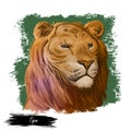 Tigon animal watercolor portrait in closeup. Animalistic drawing of tigon, hybrid mammal. Wild car of feline family predator with Royalty Free Stock Photo