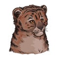 Tigon baby tabby animal vector portrait in closeup isolated sketch. Animalistic drawing of tigon hybrid. Wild cat of feline