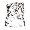 Tigon baby tabby animal vector portrait isolated sketch t-shirt print, monochrome. Animalistic drawing of tigon hybrid. Wild cat