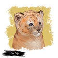 Tigon baby tabby animal watercolor portrait in closeup. Animalistic drawing of tigon hybrid mammal. Wild car of feline predator Royalty Free Stock Photo