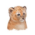 Tigon baby tabby animal watercolor portrait in closeup. Animalistic drawing of tigon hybrid mammal. Wild car of feline predator Royalty Free Stock Photo