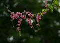 Tigon flowers - Antigonon leptopus Royalty Free Stock Photo