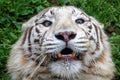 Tigre bianca Royalty Free Stock Photo
