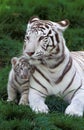 TIGRE BLANC panthera tigris Royalty Free Stock Photo