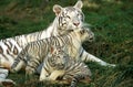 TIGRE BLANC panthera tigris Royalty Free Stock Photo