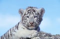 TIGRE BLANC panthera tigris Royalty Free Stock Photo